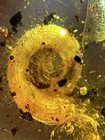 The Horned Land Snail       Burmite Cretaceous Amber Fossil Dinosaurs Era