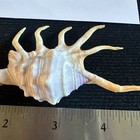 Gorgeous Spider Conch Nearly 5     s528 