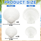 18pcs 2  -5   White Natural Scallop Shells Summer Home Decoration