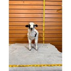 Fh231-lamb Taxidermy Mount