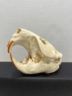  6  Real Taxidermy Skulls-beetle Cleaned-coyote  Raccoon  Mink  Beaver  Opossum 
