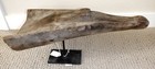 Sepik River Papua New Guinea Carved Canoe Prow  17 Inch On Metal Stand