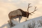 Collection - Bull Elk Searches For Food  Yellowstone National Park - Art Print