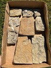 Fossil Bryozoans Lot Archimedes Screws Fronds Wholesale Alabama Bangor Limestone