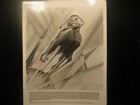  the Rocketeer  Vintage Movie Still Set Of 6  From 1991