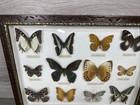Vintage Real Mounted Butterflies Moths 12 Specimens  Shadowbox Frame 17 25x13 5   