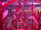 Red Hot Plant Pack Live Aquatic Plants Fish Tank Shrimp Aquarium Plant Pack
