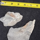 Pyritized Somewhat Oxidized Straight Cephalopod 2 Pieces Needs Gluing Then Prep