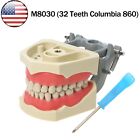 Us Dental Columbia Dentoform 860 Type Typodont Model With 32pcs Removable Teeth