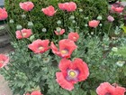 200  Old English Dried Flower Seed Pod Heads Floral Crafts Dried Arrangements