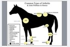 Parar Los Dolores Artritis En Caballos Arthitis Osteoartritis Made In Usa