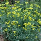 100  Rue  ruta Graveolens  Seeds   Medicinal Herb Seeds   Non - Gmo  Us Freeship