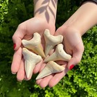 Authentic Otodus Shark Fossil     Giant Prehistoric Megalodon- Kids Gift Morocco