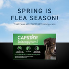 Oral Flea Treatment For Dogs  Fast Acting Tablets Start Killing Fleas In 30 Minu