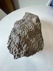 Raw Unpolished Petoskey Stone     10  Lbs  Found In Michigan   