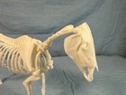 3d Printed 6  Horse Skeleton For Sculpting  Decoration  Scenes  tall 