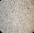 3  Antique  Microscope Slides  Pith Elder  Colony Diatoms  Palate By J   T Jones