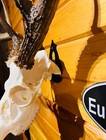 European Skull Mount Hanger  the Eurohanger Primitive   Deer Skull Hook