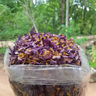 120g Egyptian Blue Lotus Flowers 100  Organic Herbal      Nymphaea Caerulea Herba