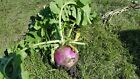 Jackplot Deer   Wildlife Food Plot Seed 5 Lbs  1 Acre  Turnip  Clover  Brassica