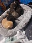     charity     Feed Stray   Feral Cats For A Month