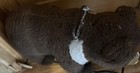 Vintage Steiff German Riding Bear