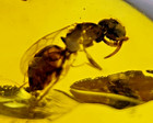 A101 Bu3065 Plumulaceous Feathers   Tipulid Wasp In Burmese Amber Burmite 99mya