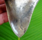 Megalodon Shark Tooth Museum Grade - 4 34    Top 1  - No Restorations
