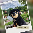 Rare Yomiko Classics Rottweiler Realistic 18  Plush Stuffed Animal Puppy Dog