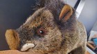 Hansa Plush Wild Boar 11 5  New With Tags  From Field Museum