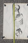 Antique Skeleton Hand Drawling Art Medical Anatomy Oddity Vintage Skull 