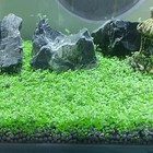 4-pack Aquarium Plant Seeds Set     Live Fish Tank Grass Mix  zqv-005 