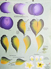 Donna Dewberry One Stroke Painting Reusable Teaching Guide Fruits   Blossom Rtg