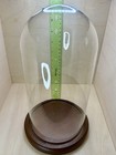Vtg Display Case Cloche Glass Dome 11 Inches Tall 6 5 Inch Diameter Walnut Base