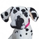 Melissa   Doug Dalmatian Dog Large Lifelike Plush 33  Stuffed Animal Toy New 