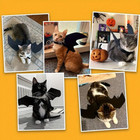 Cat Bat Wings Halloween Costume Cat Small Dog Adjustable Black Cosplay Apparel