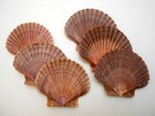 12 Mexican Flat Scallop Shells Seashells Large 3  Crafts Coastal Beach Cottage