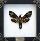 Real Death Head Moth Skull Acherontia Butterfly Insect Frame Taxidermy Art Decor