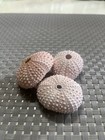 Lot Of 3 Purple Sea Urchin Shell Tests   Sea Urchin Shells