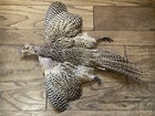 Hen Ringneck Pheasant Full Skin Wings Tail Feathers Wall Art Man Cave Taxidermy