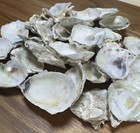 50 Small Oyster Shells Cup Side 1    To 1 5    Bulk Clean No Smell Art Jewelry