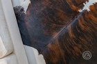 Real Brindle White Belly Cowhide Rug  - Size 6x7-8 