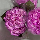Hydrangea Select Light Pink 35 Stems     Elegant Blooms For Events  Weddings  Home