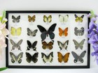 20 Beautiful Butterfly Butterflies In Showcase - Framed - Real - New - A-20-o-18