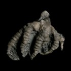 Barycrinus Sp And Playcrinites Sp Crinoid Fossil Mississippian Age Edwardsville