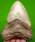 Megalodon Shark Tooth Real Fossil 4 59    Prehistoric Shark Teeth Meg No Repairs