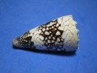 Conus Vidua L a  Reeve  1843  beautiful     46 8mm 