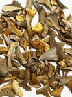 Lot Of 100  Small Fossil Shark Teeth Wholesale Western Sahara