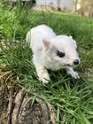 White Weasel   Ermine Shelf Or Table Mount   Taxidermy
