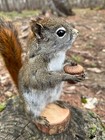 Red Squirrel Taxidermy  Squirrel Taxidermy  Pine Squirrel  Adirondacks  Gift 